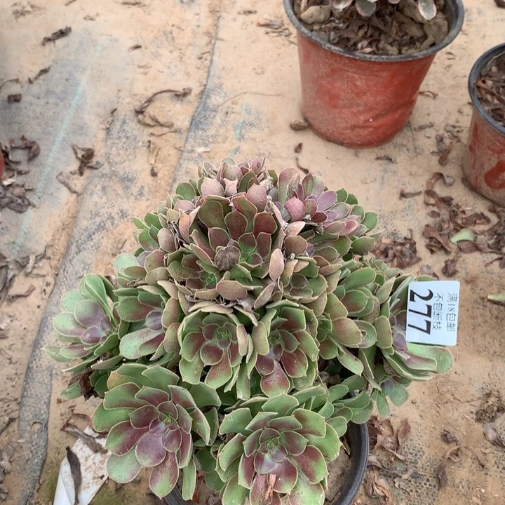 277邵修七彩东西棚