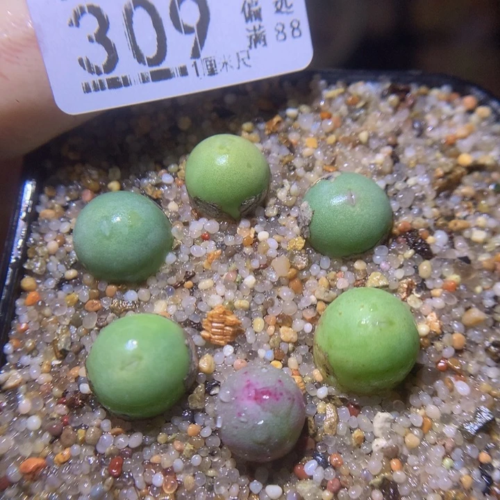 精品生石花218.309