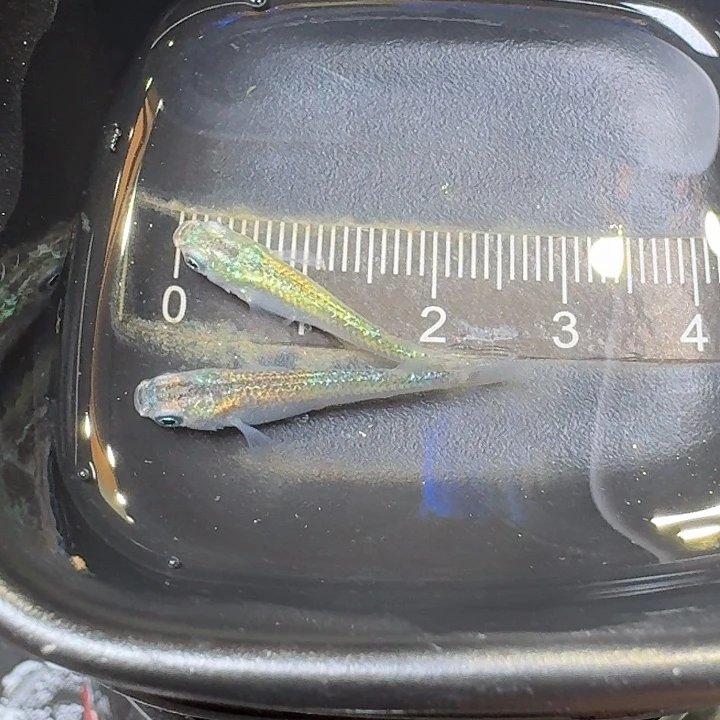 青鳉鱼44号拍品全息图