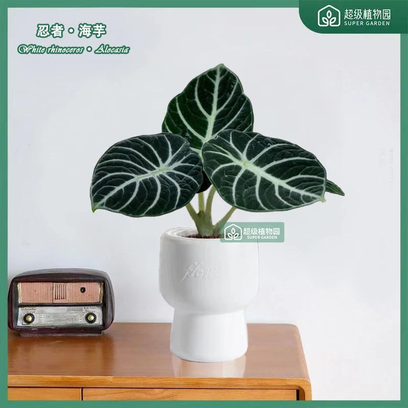 忍者海芋热带海芋网红绿植观叶室内桌面绿植好养盆栽四季常青