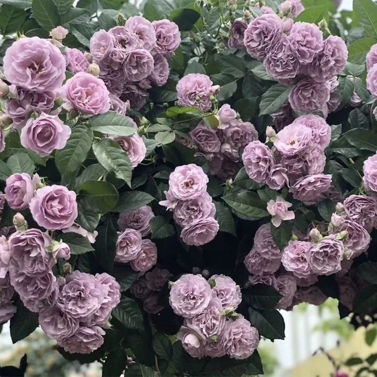 藤本薰衣草花环月季花苗爬藤蔷薇开花蓝紫色