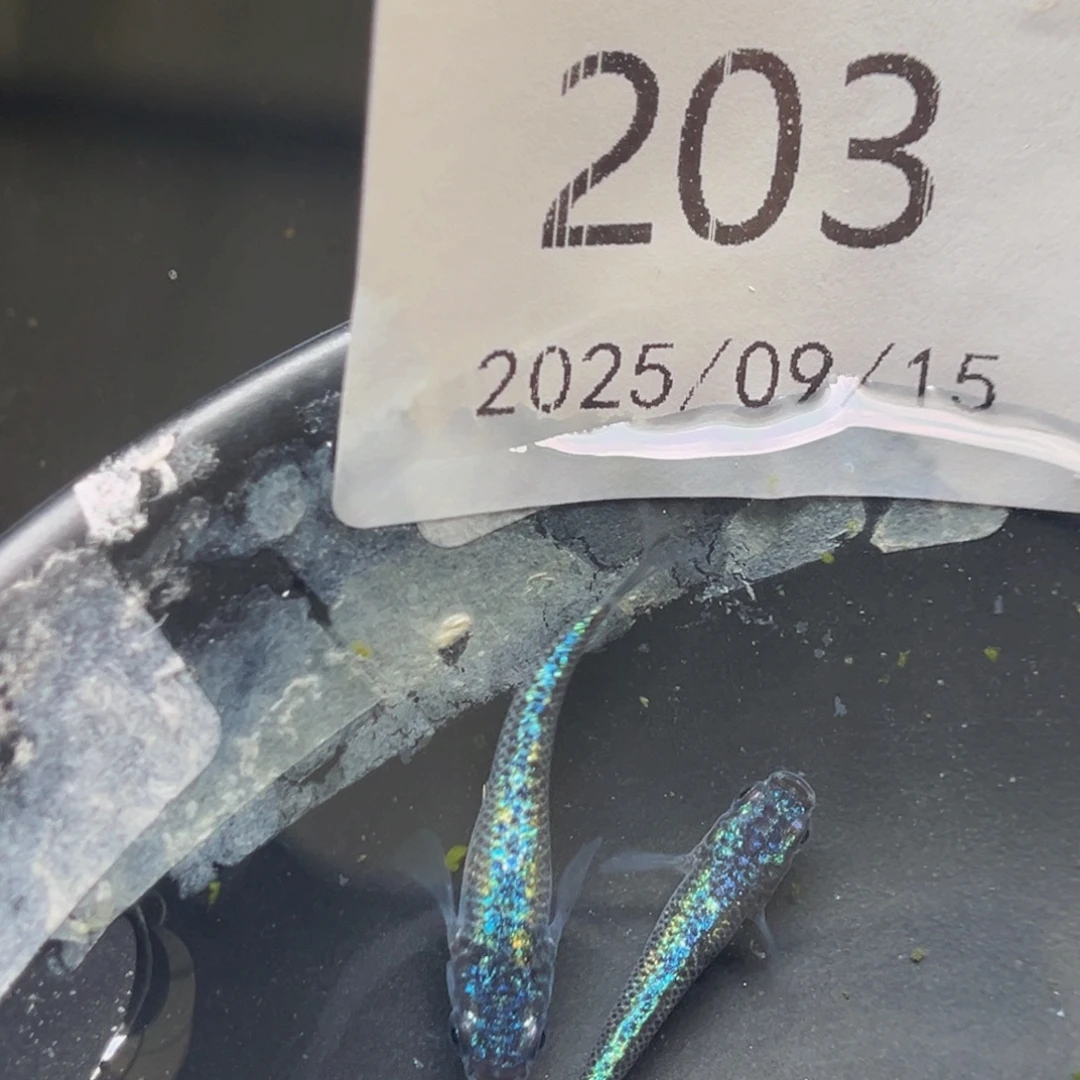 青鳉203海王星无背鳍一对