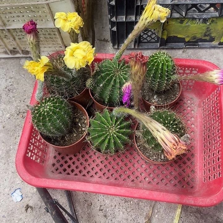 方***头无花朵彩草哈哈哈哈哈哈哈