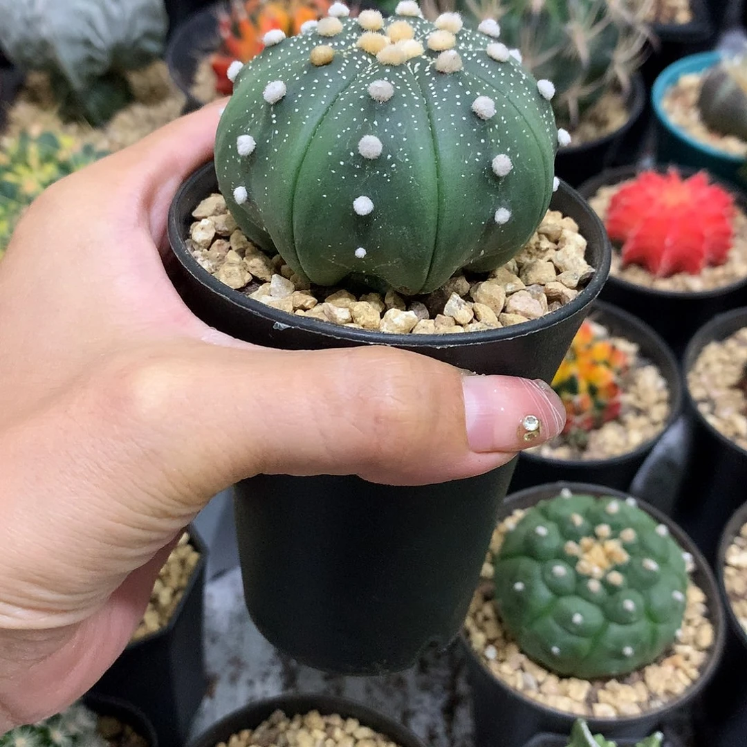 当前无花栽培后可以开花实生根连线海星兜