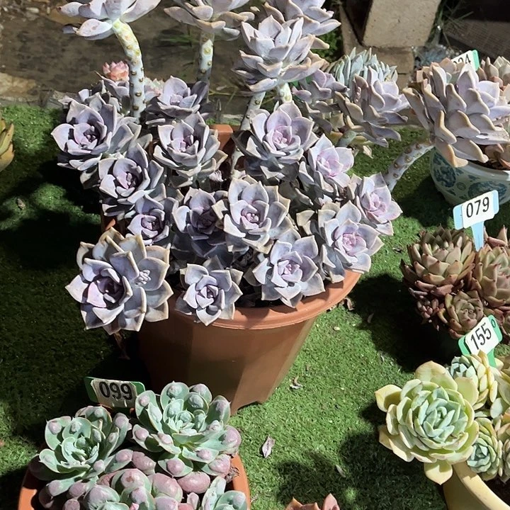 @**田紫乐多肉植物2000