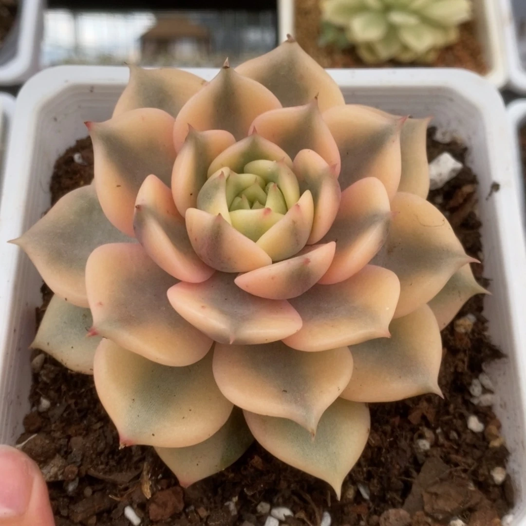 A****g265贝加尔湖锦锦锦锦锦锦