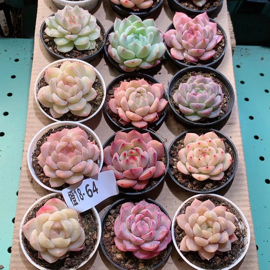 18-64一物一拍带盆18颗。