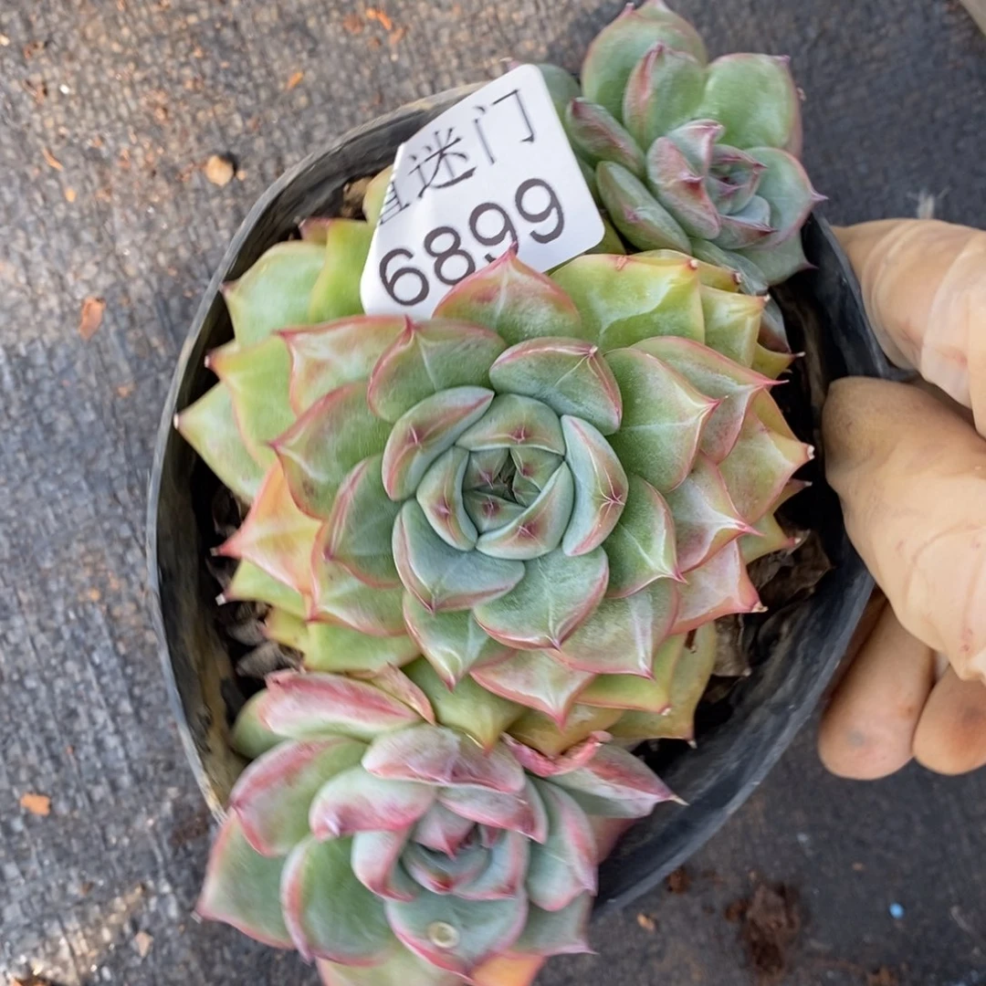 开播福利~6899~11厘米