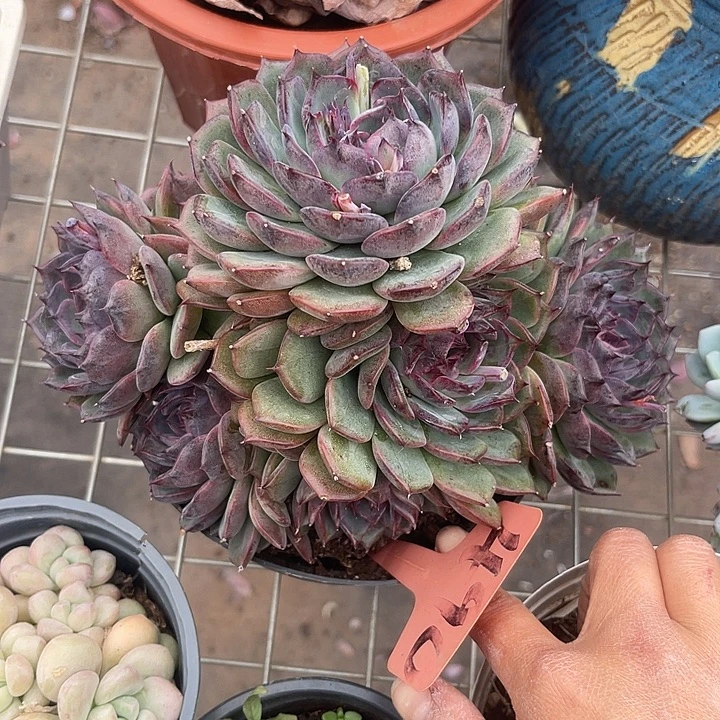 两单包邮，一物一拍490蓝色妖姬