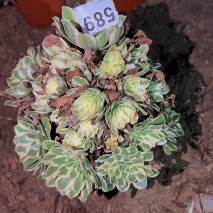 589颜宁多肉植物不售后