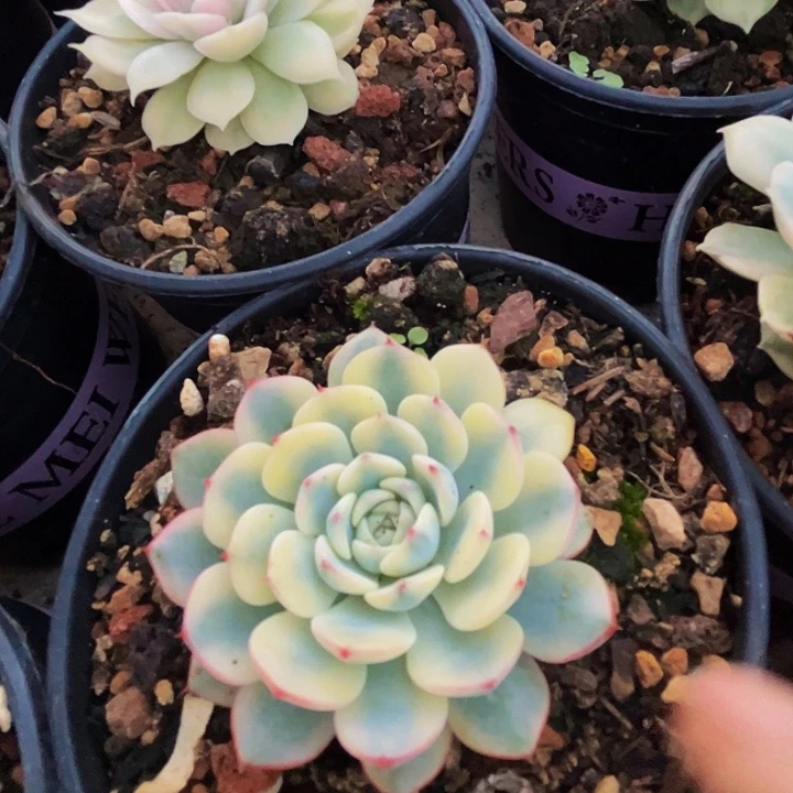 美人系多肉植物一物一拍
