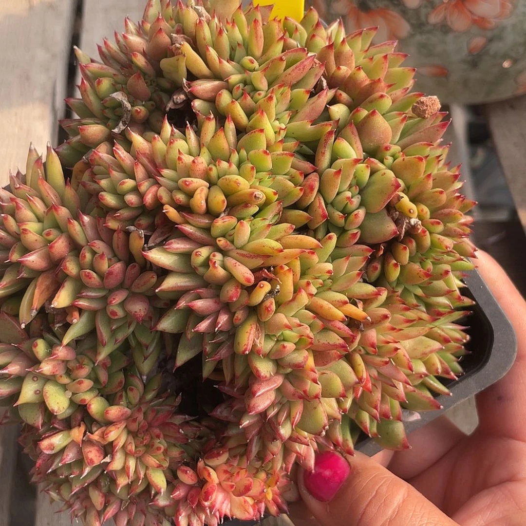 冬云缀化多肉植物135