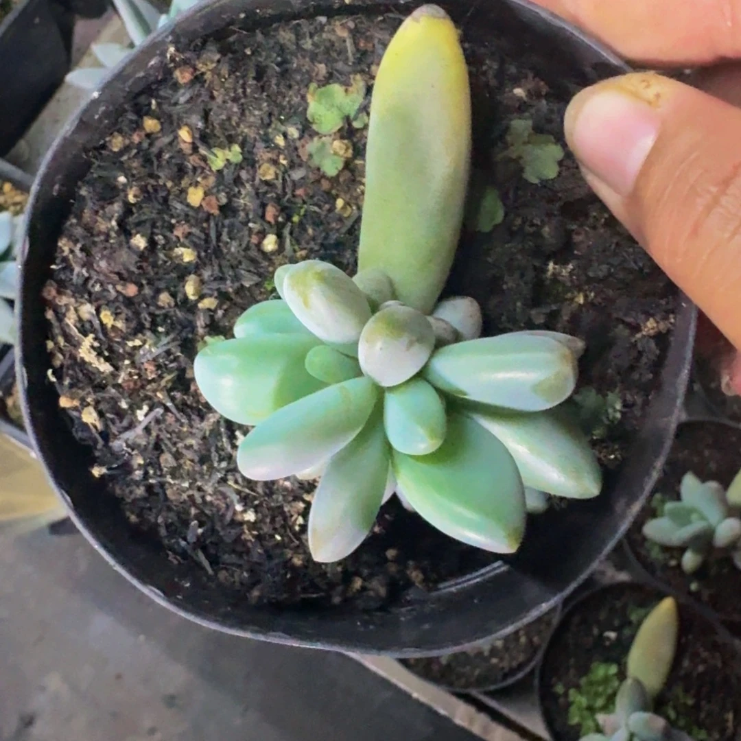 企鹅 4头 一物一拍