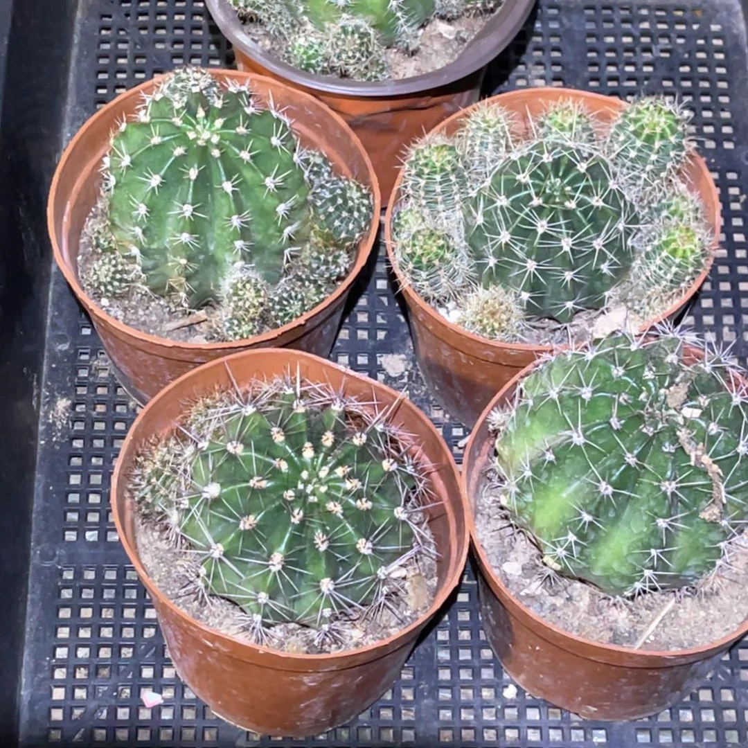 雪***乐彩草 5颗 脱土脱盆摘花满20包邮