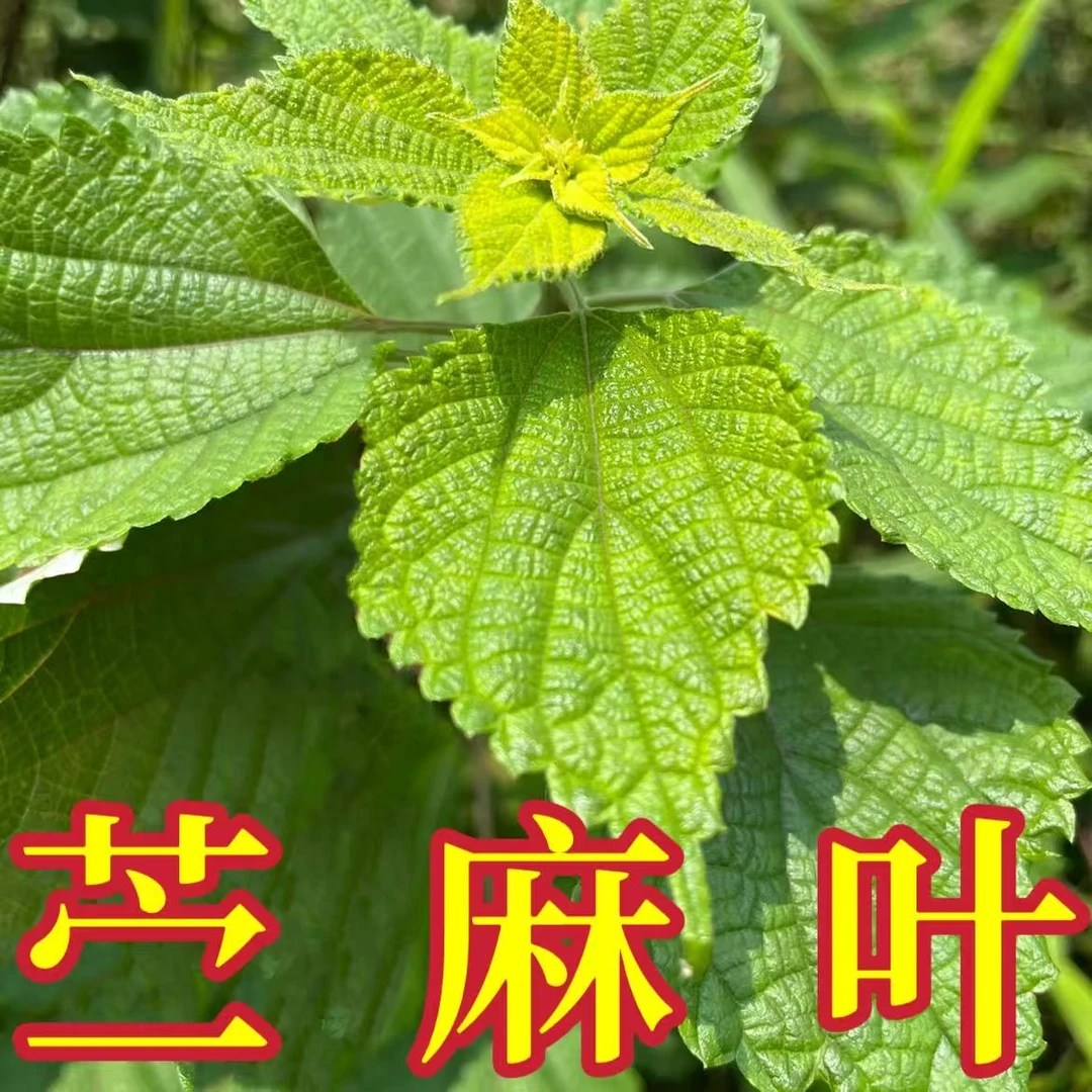 广西现采野生新鲜 苎麻叶 野麻 白麻 野生苧麻 家麻 新鲜枝叶纯根