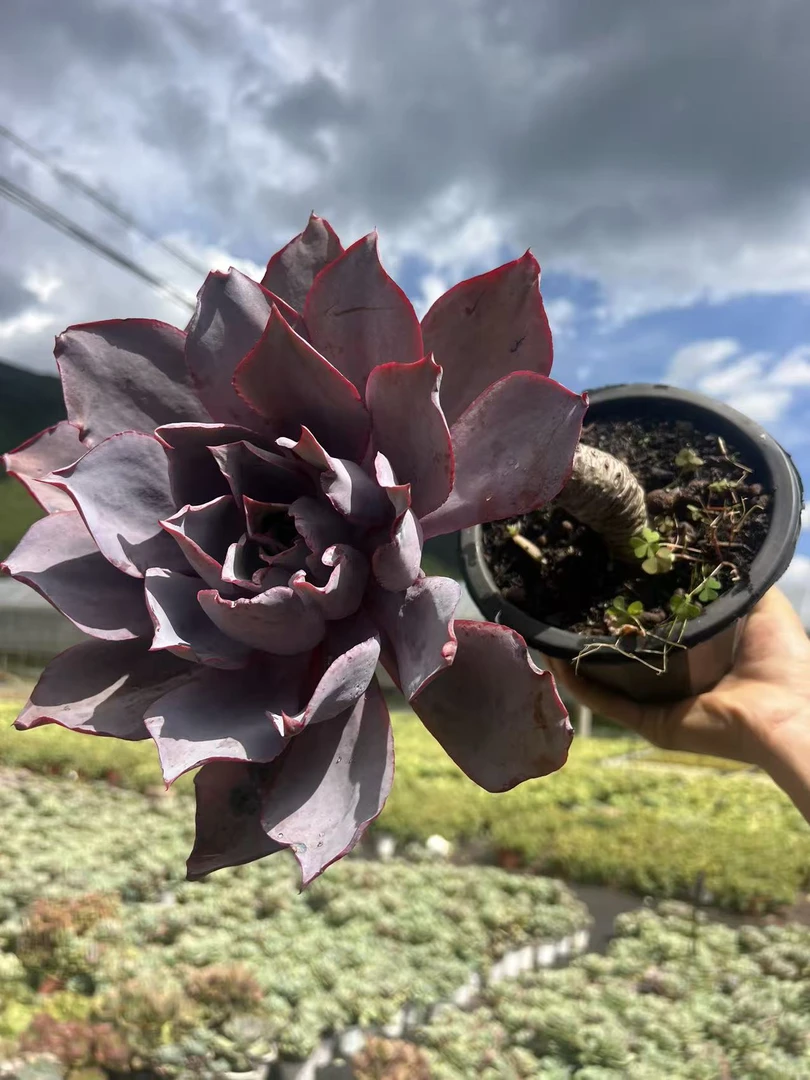 老桩晚霞多肉植物室内绿植可净化空气