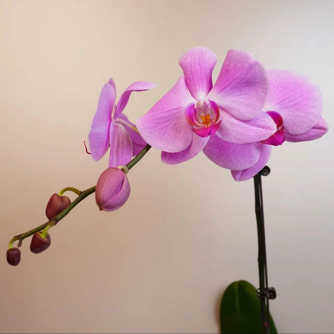《花漫里基地》蝴蝶兰 【粉冠军】带花带花苞开花株发货