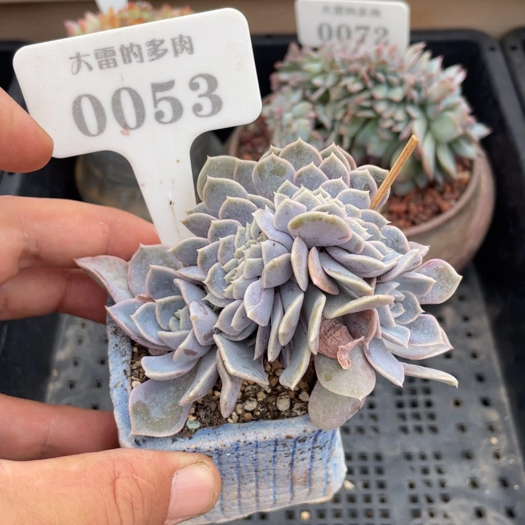 0053汉堡缀不带盆8厘米