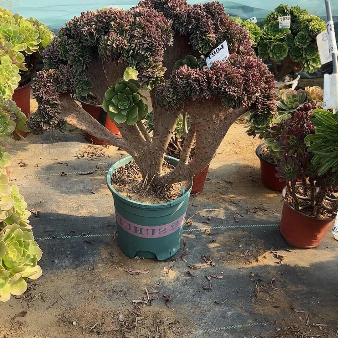 若*994玫瑰缀多肉植物