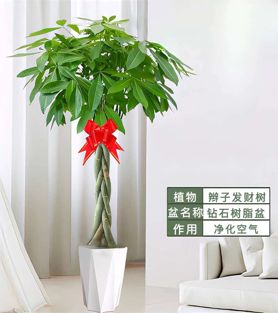 【1.3-1.5米】大型辫子发财树客厅室内观叶盆景植物除甲醛净化空气