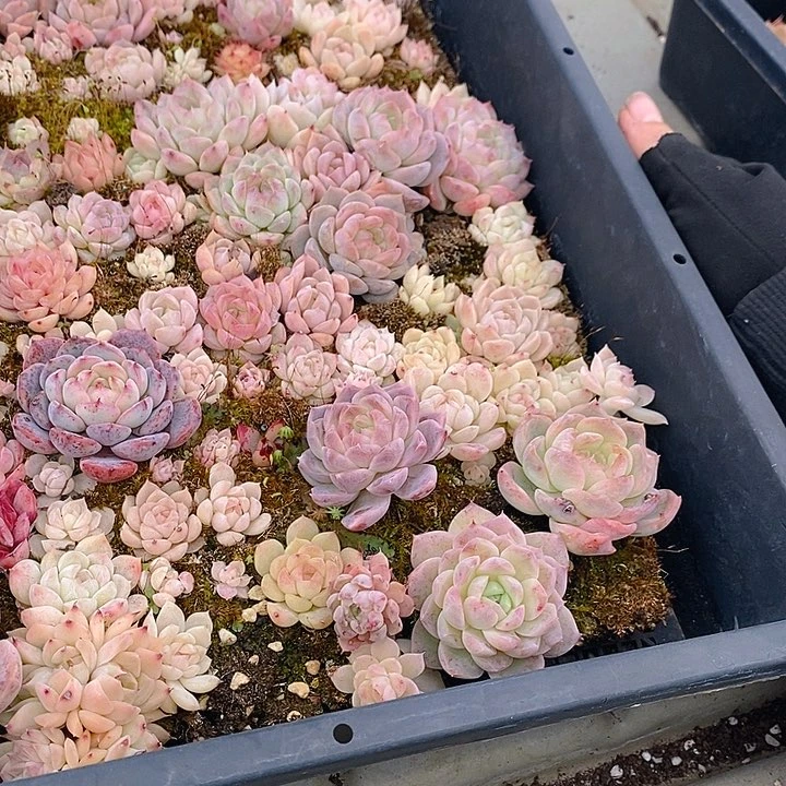 190 多肉植物盆栽花卉植物