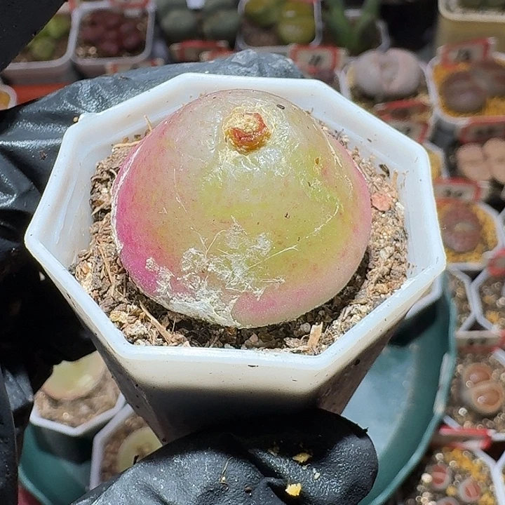 方***柠生石花3:：，谢谢。 33号