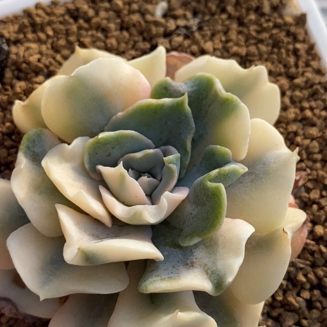 利比里亚锦  小方花圃一物一拍