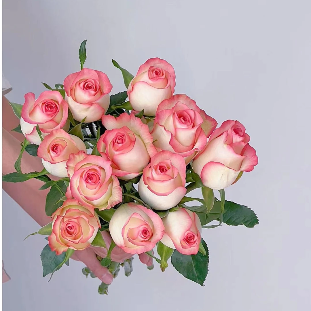 鲜花【艾莎玫瑰】家庭同地址两单顺丰或京东送货上门