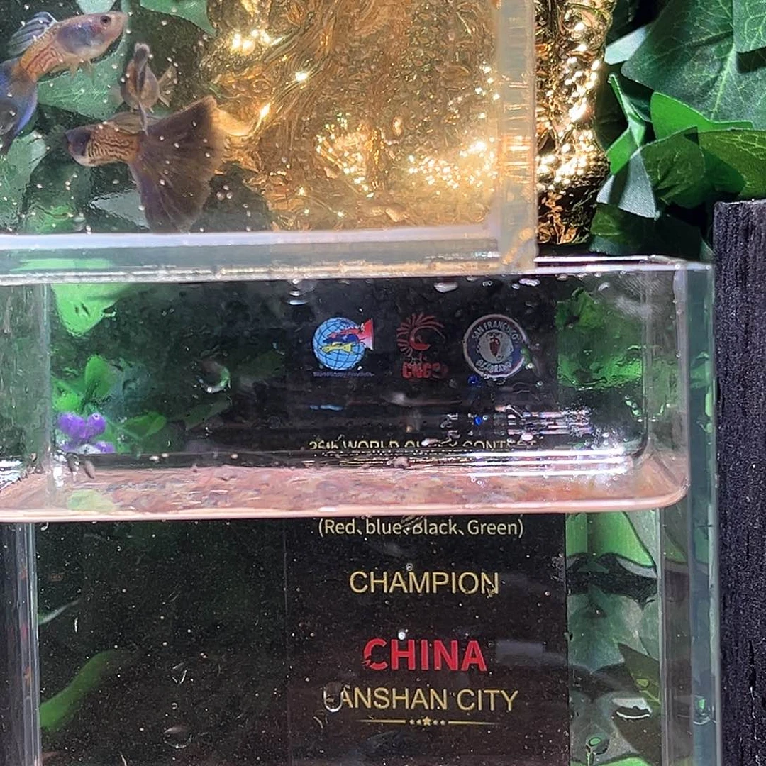 梦***局孔雀鱼紫狮3对，黄礼服3对