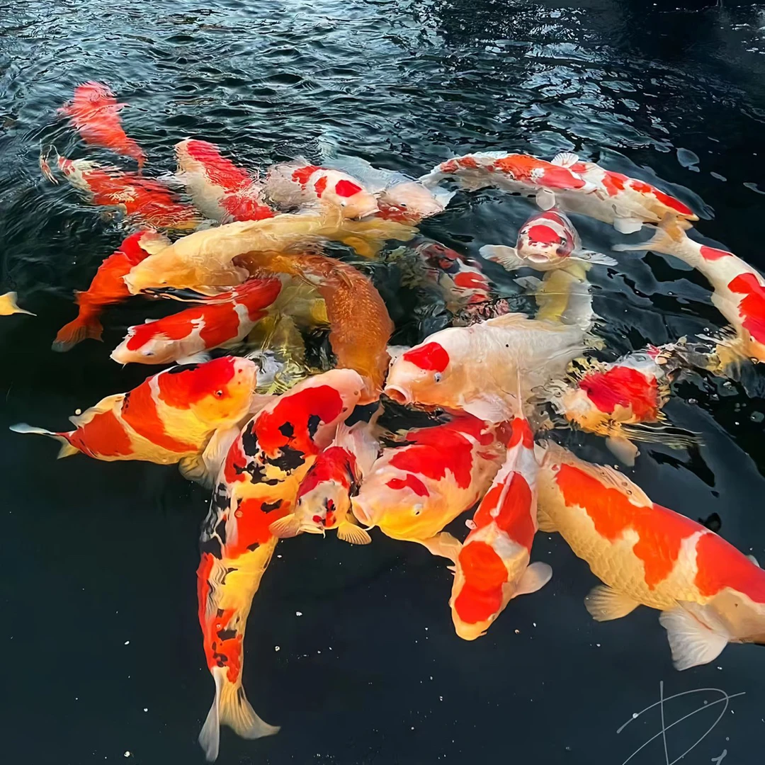 锦鲤观赏鱼 红白大正三色昭和飞写 冷水鱼 (不包邮)