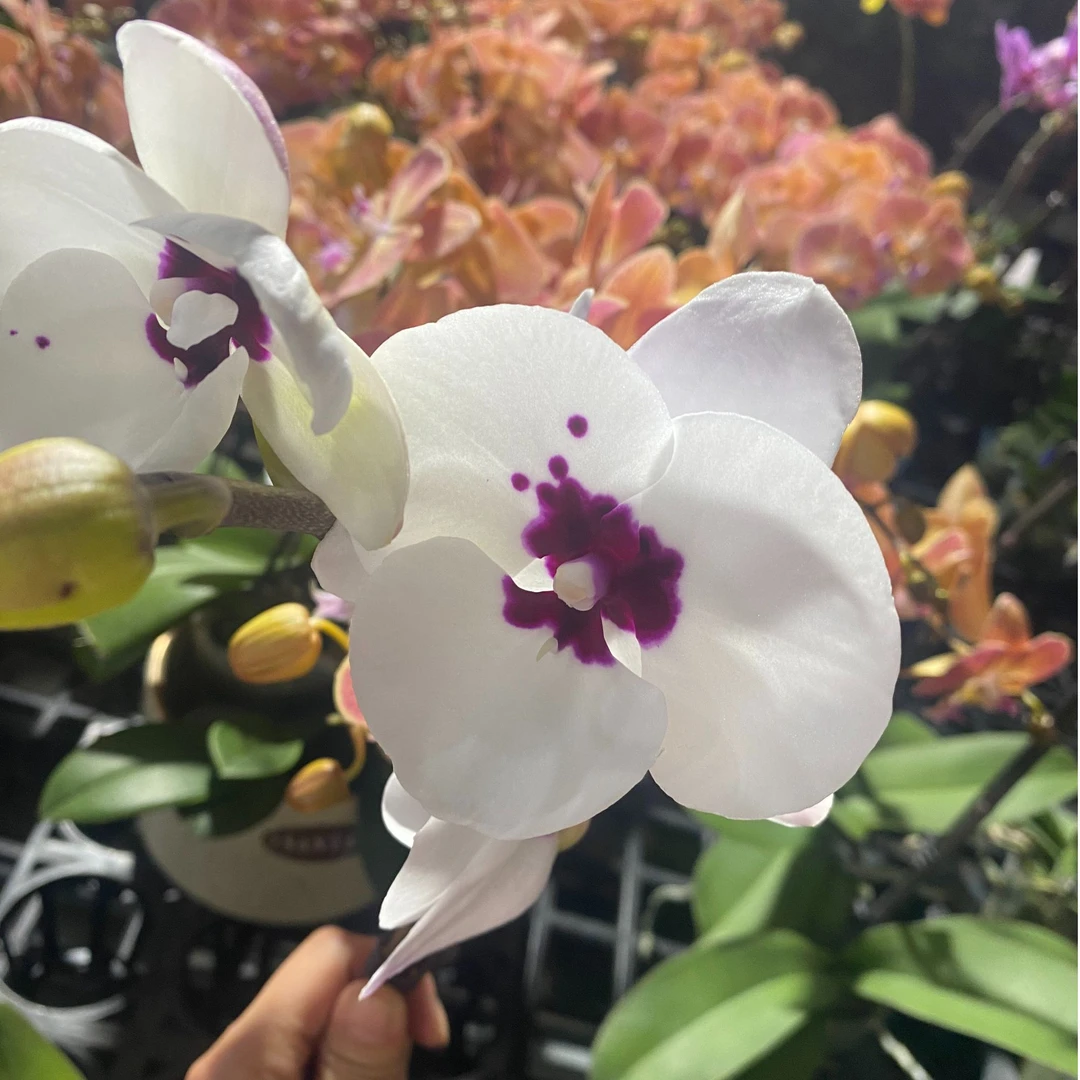 《天籁》花瓣厚实蝴蝶兰网红款办公室室内盆栽