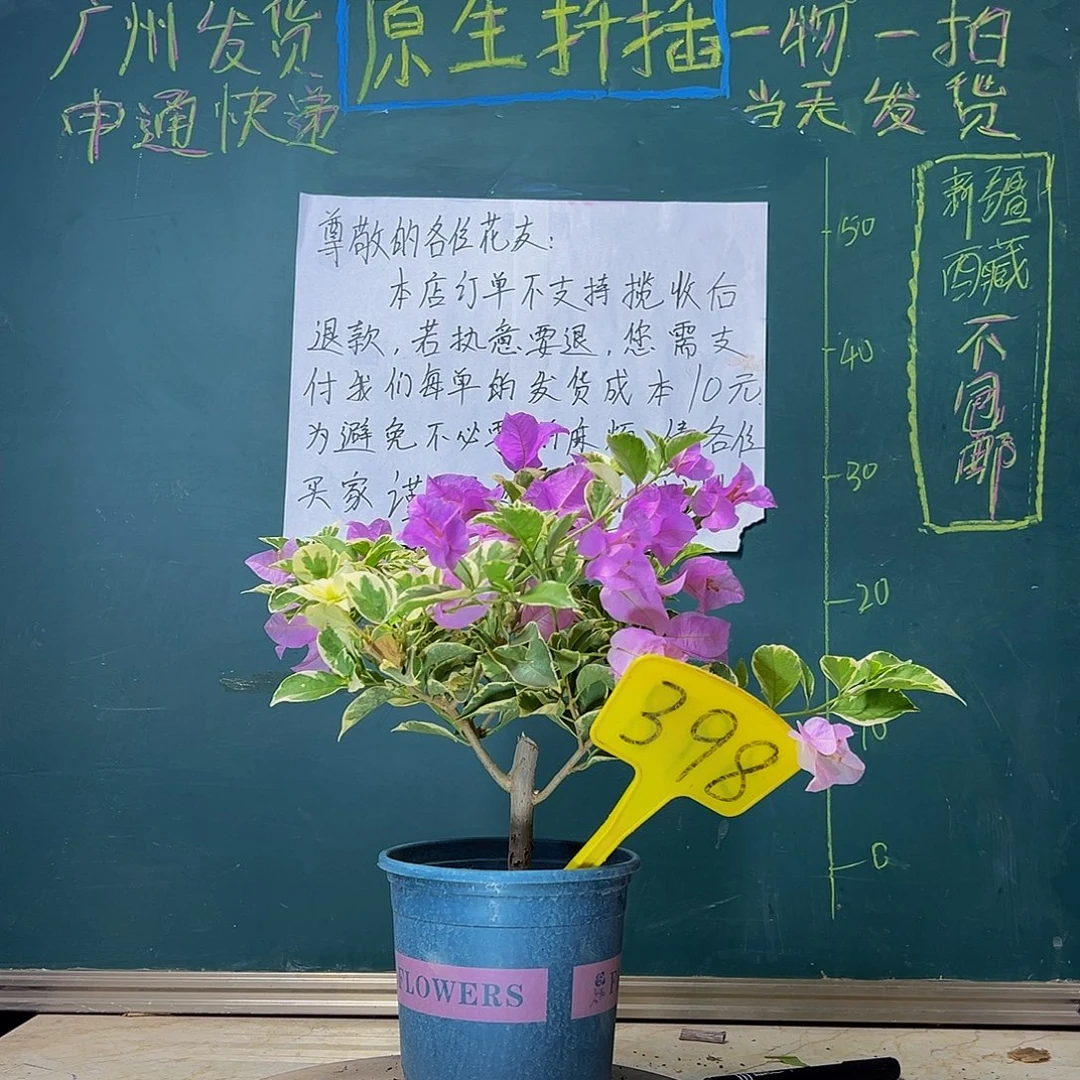 当前无花栽培后可以开花无售后 金边浅紫有破皮398