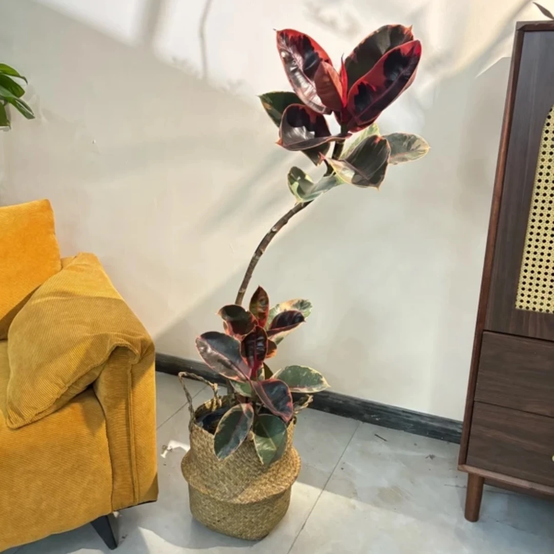 （一物一拍）花叶橡皮树红关公观叶绿植