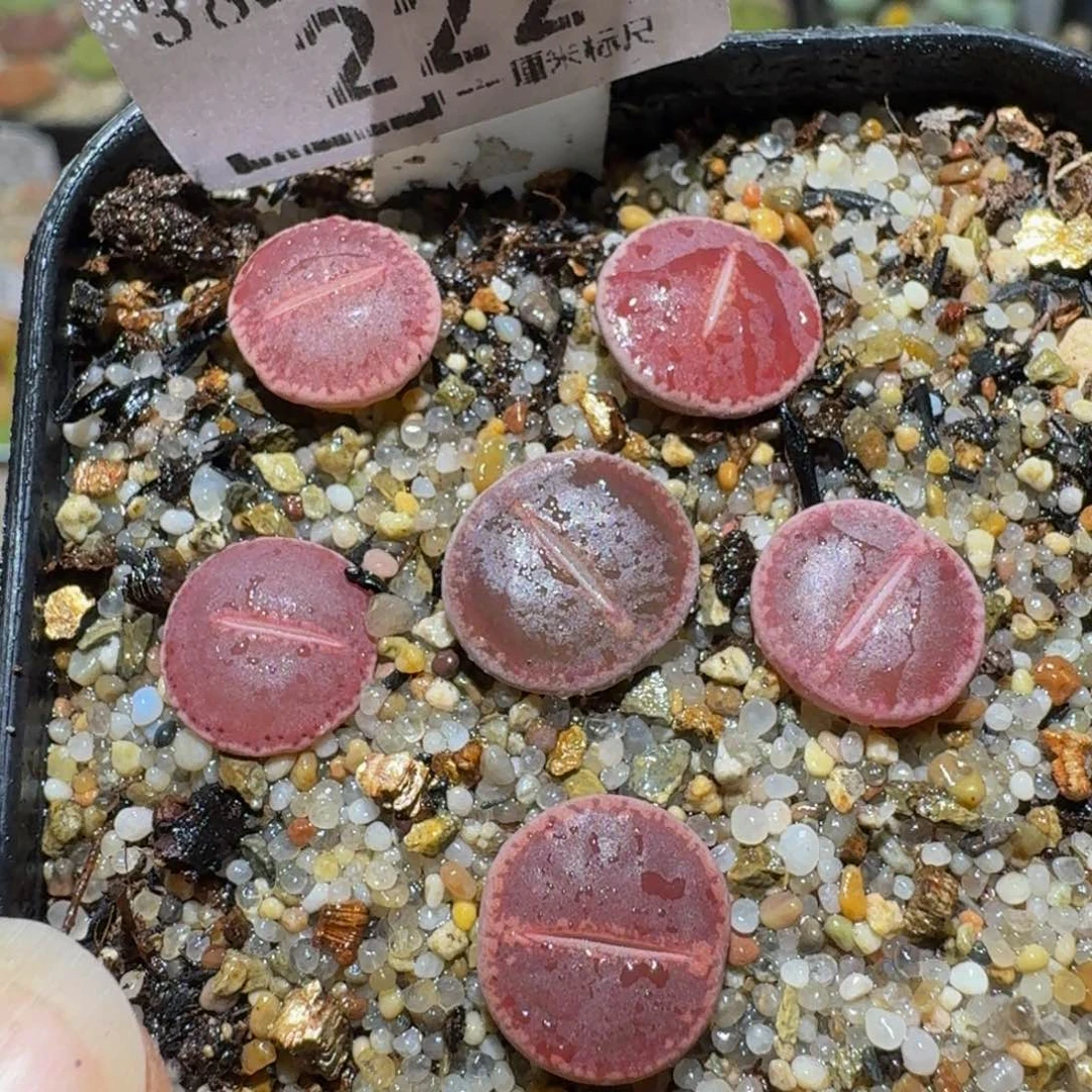 Ssss精品生石花222k'o