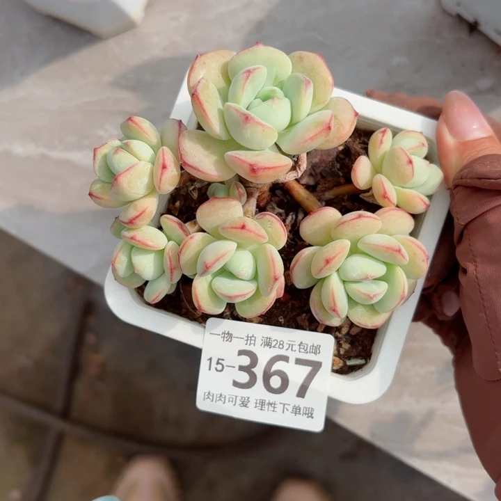 白底香草无盆土发货多
