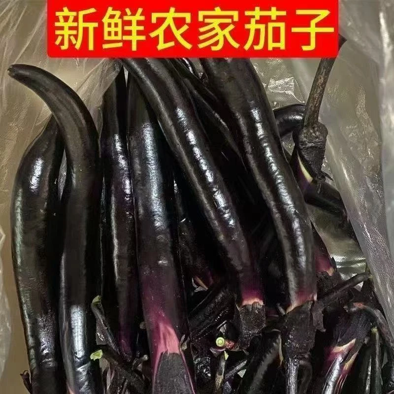 东北新鲜农家茄子现摘现发当季新鲜蔬菜产地直发东北特产紫茄子