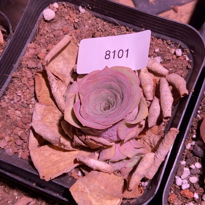 君***兰8101山地玫瑰花群