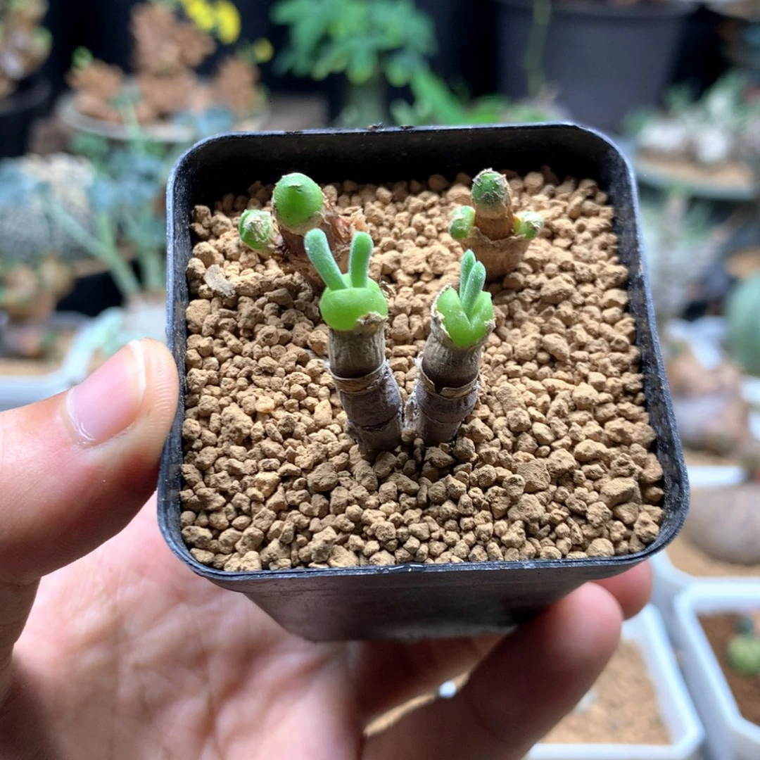 小兔子碧光环脱土