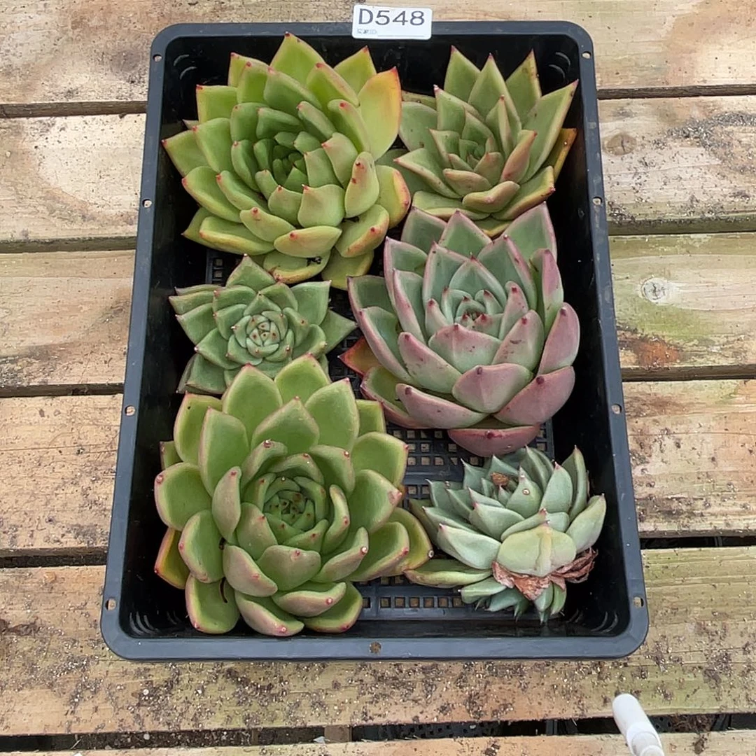 若如东云组拍D548