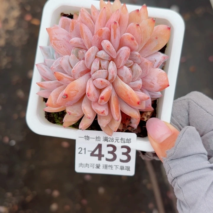 橙梦露缀化无盆土发货无盆