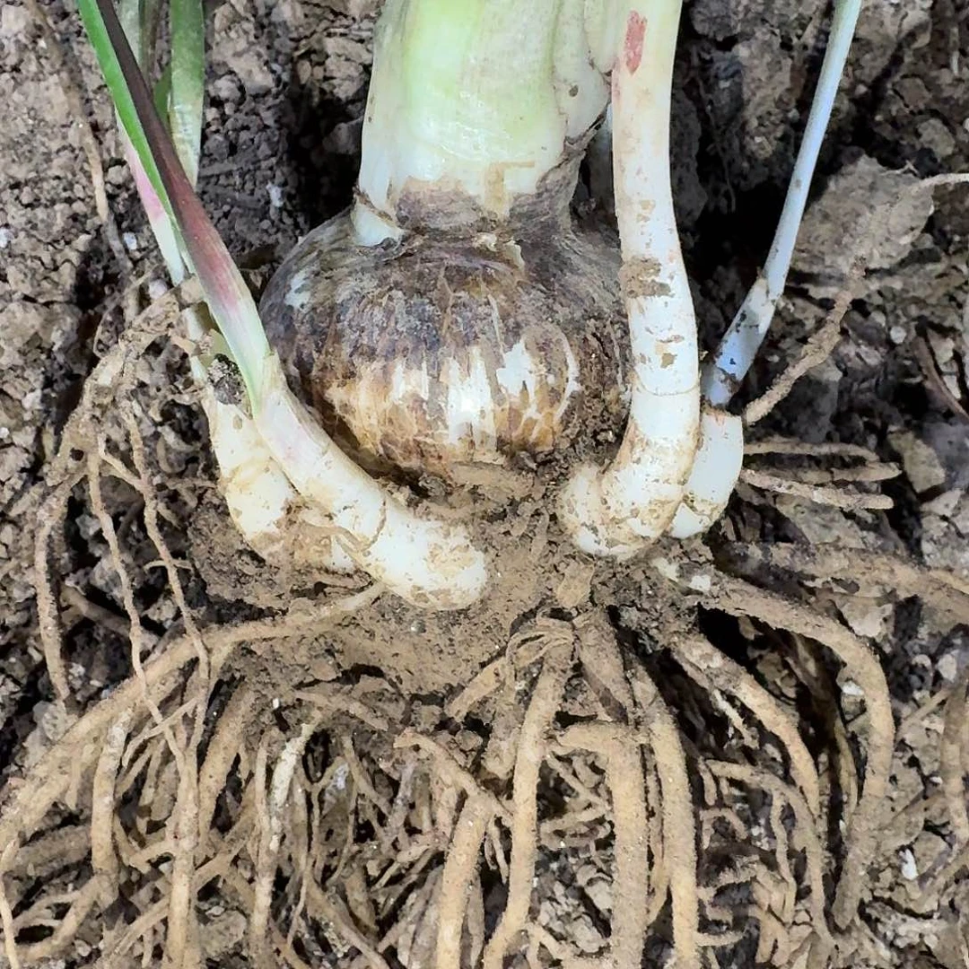 恐龙妹6.5厘米带10侧裸根一棵