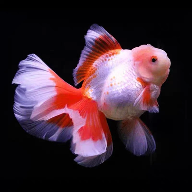 8-10厘米国粹金鱼冷水观赏鱼（9只）不支持指定颜色混搭发货