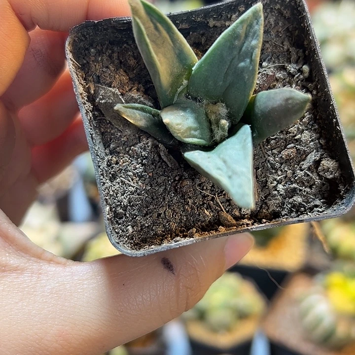 13号实生怒涛4.4公分