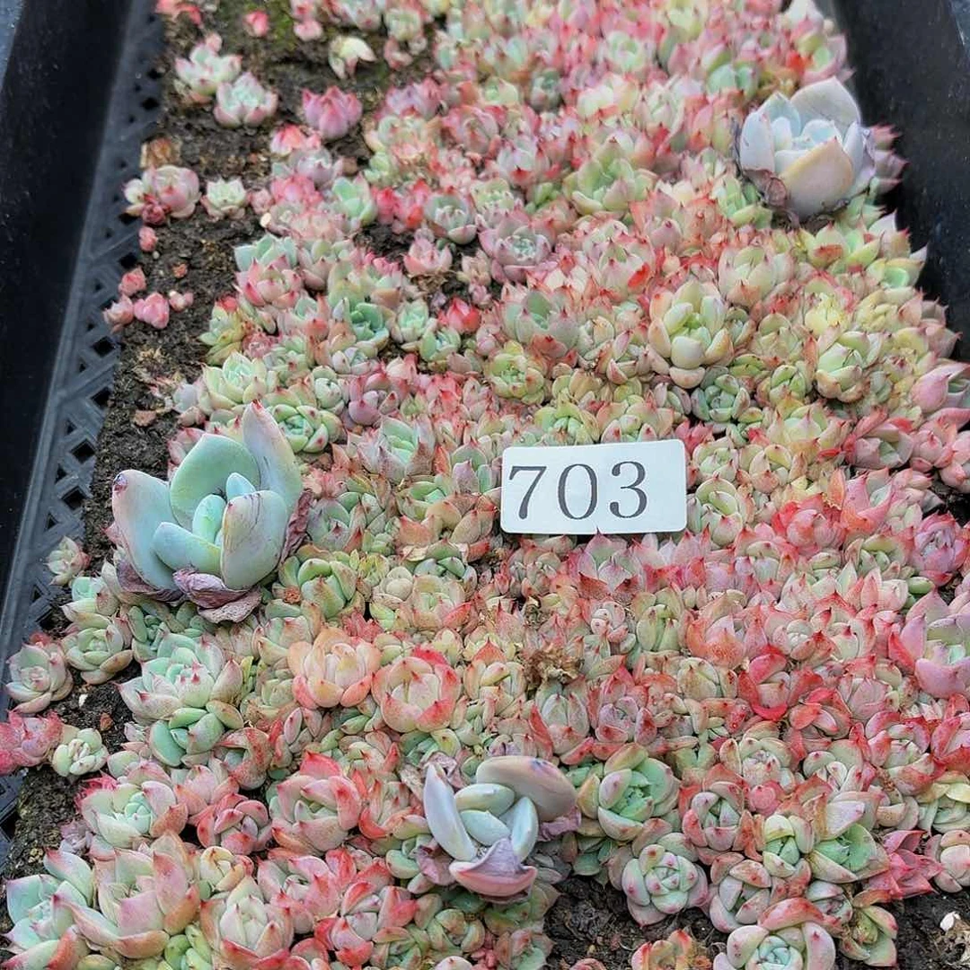 多肉植物多肉植物703