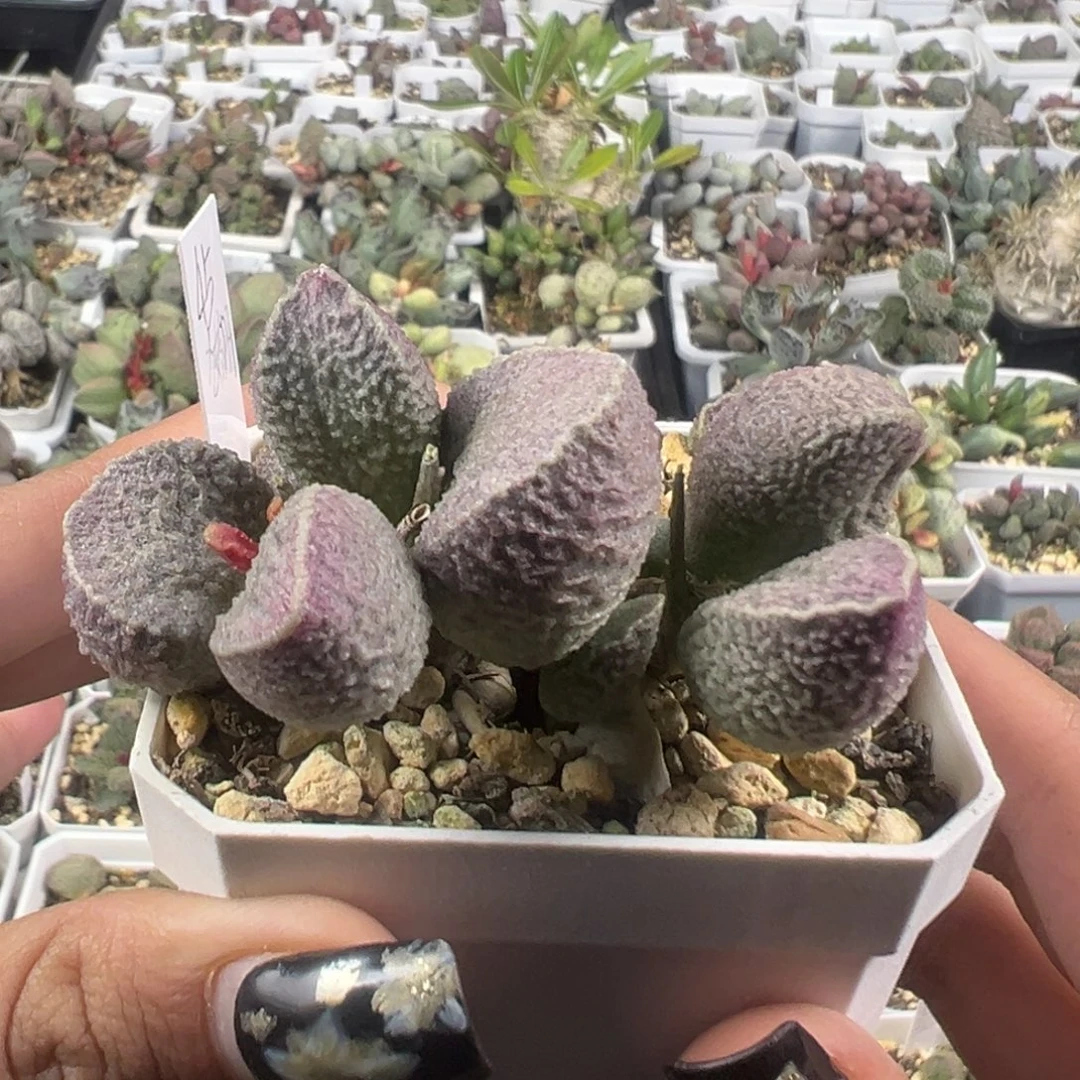 老桩多头哈默猪肝多肉植物95