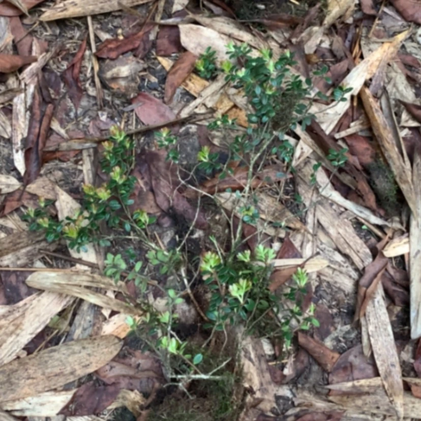 【闪购商品】无花朵