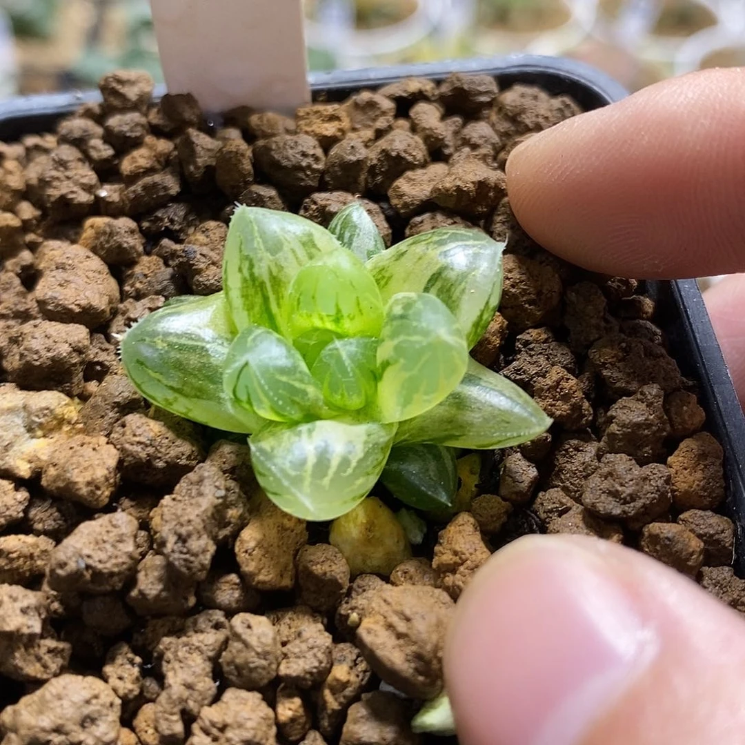 89霓虹灯哈哈哈哈哈