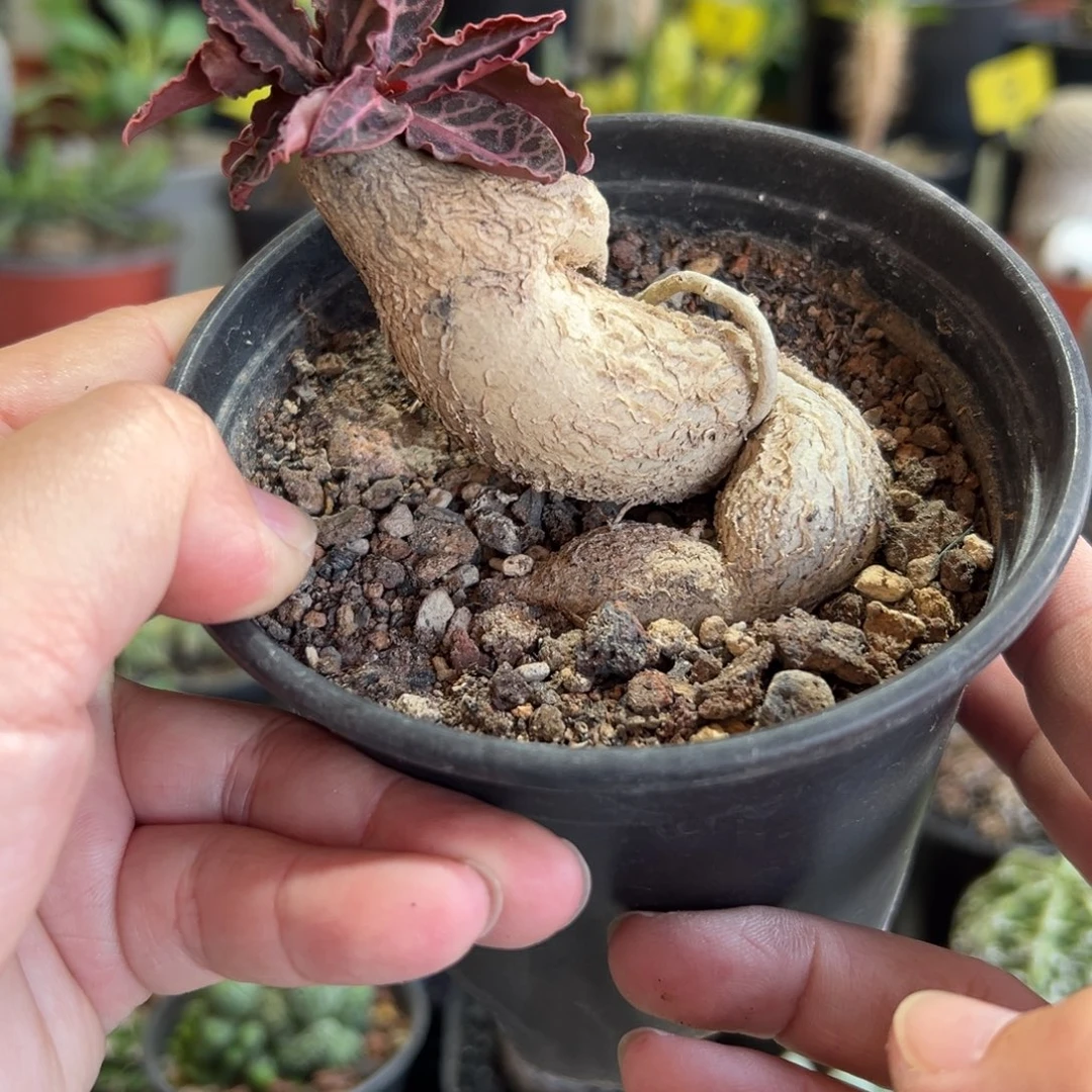 彩叶麒麟带盆1111111