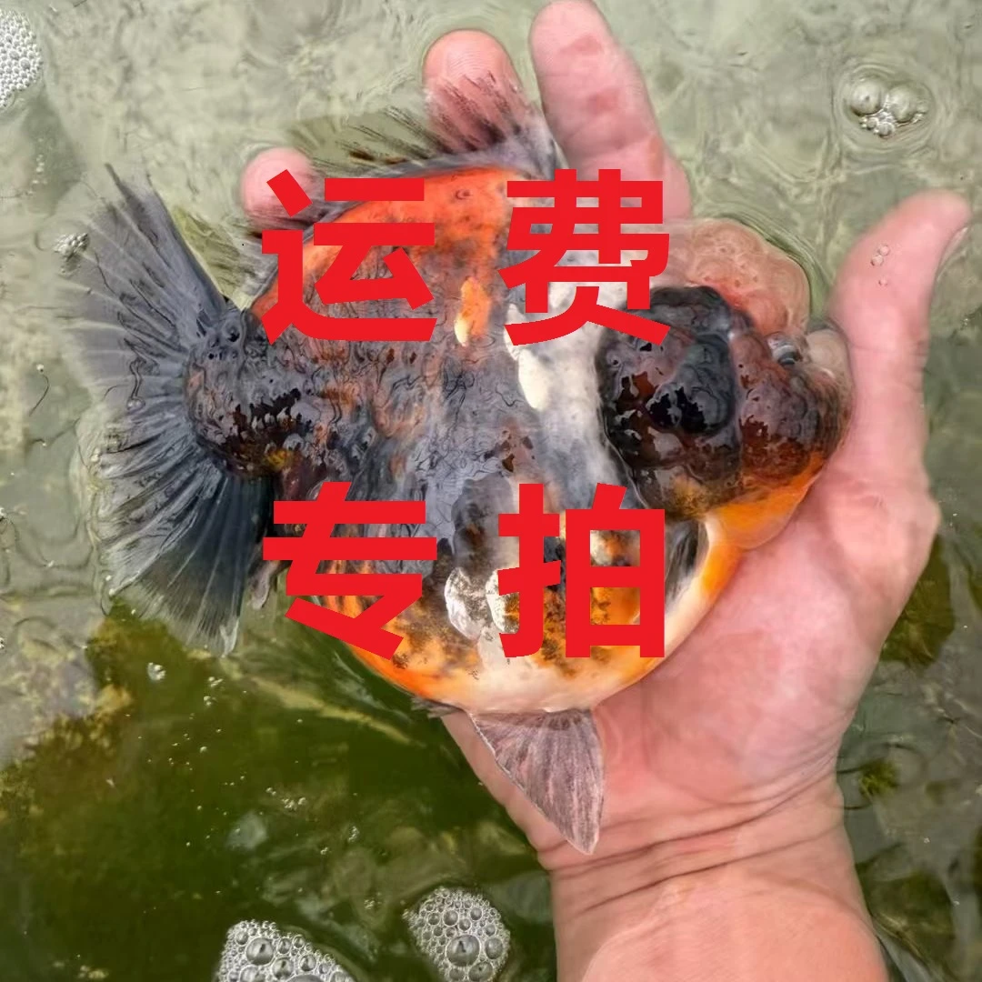 金鱼直播间运费专拍链接