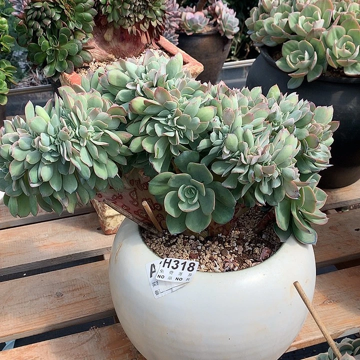 霞光缀化 非偏远38包邮 节后发